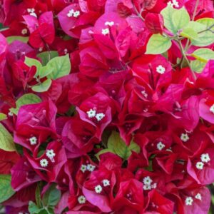 BOUGANVILLEA GLABRA - NYCTAGINACEAE - 1490