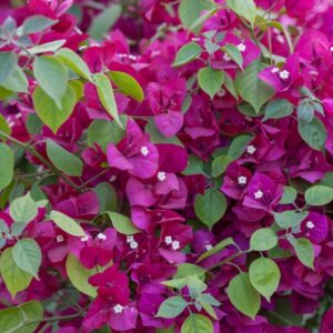 BOUGANVILLEA GLABRA - NYCTAGINACEAE - 1491