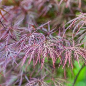 ACER PALMATUM - DISSECTUM SUPERNIGRA - ACERACEAE - 1493