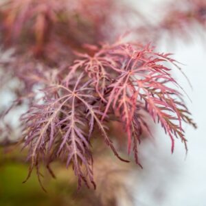 ACER PALMATUM - DISSECTUM SUPERNIGRA - ACERACEAE - 1494