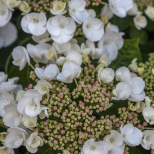 ORTENSIA - HYDRANGEA - HYDRANGEACEAE - 1496