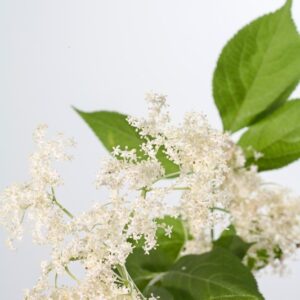 FIORI DI SAMBUCO - SAMBUCO EBULUS - 1503