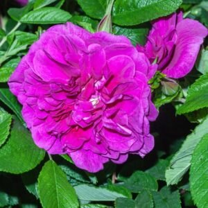 ROSA - ROSE A PARFUM DE LHAY - ROSACEAE - 1504