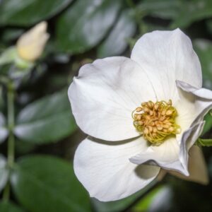 ROSA - SALLY HOLMES - ROSACEAE - 1506