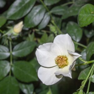 ROSA - SALLY HOLMES - ROSACEAE - 1507