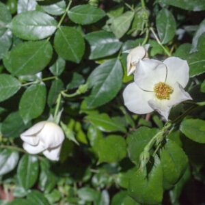 ROSA - SALLY HOLMES - ROSACEAE - 1508