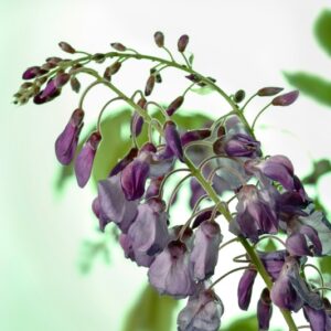FIORI DI GLICINE - 1508