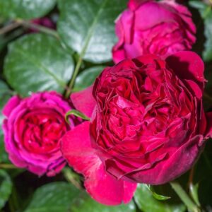 ROSA CHINENSIS - ULRICH BRUNNER - ROSACEAE - 1510