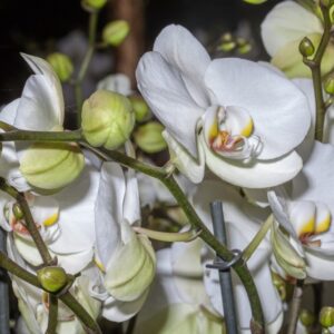 ORCHIDEA - PHALAENOPSIS DORITAENOPSIS - ORCHIDEACEAE - 1511