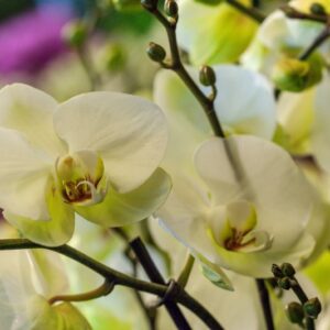 ORCHIDEA - PHALAENOPSIS DORITAENOPSIS - ORCHIDEACEAE - 1514