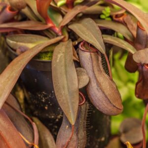 NEPENTHES MIRABILIS - NEPENTHACEAE - 1517