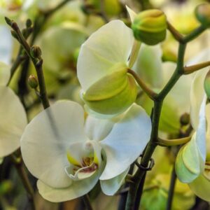 ORCHIDEA - PHALAENOPSIS DORITAENOPSIS - ORCHIDEACEAE - 1515