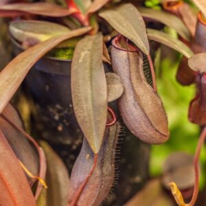 NEPENTHES MIRABILIS - NEPENTHACEAE - 1518