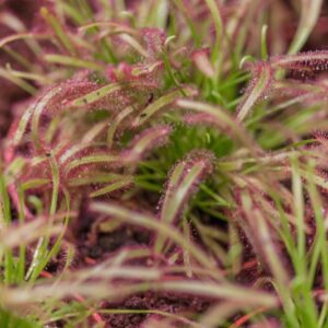 DROSERA FILIFORMIS - DROSERACEAE - 1520