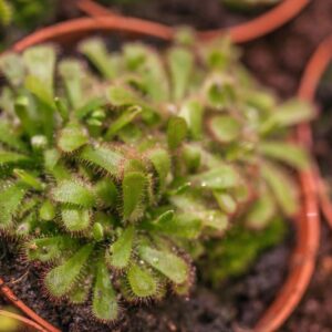 DROSERA ROTUNDIFOLIA - DROSERACEAE - 1522