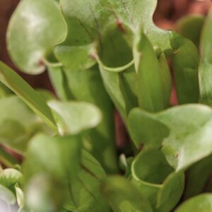 SARRACENIA PSITTACINA - SARRACENACEAE - 1524