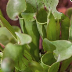 SARRACENIA PSITTACINA - SARRACENACEAE - 1525