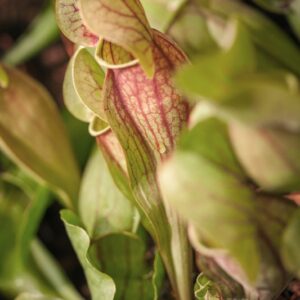SARRACENIA PURPUREA - SARRACENACEAE - 1527