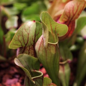 SARRACENIA PURPUREA - SARRACENACEAE - 5281