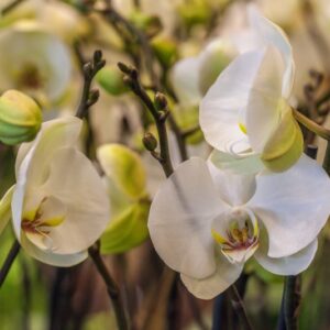 ORCHIDEA - PHALAENOPSIS DORITAENOPSIS - ORCHIDEACEAE - 1530