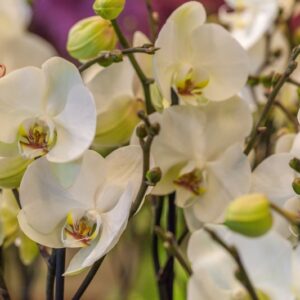 ORCHIDEA - PHALAENOPSIS DORITAENOPSIS - ORCHIDEACEAE - 1531