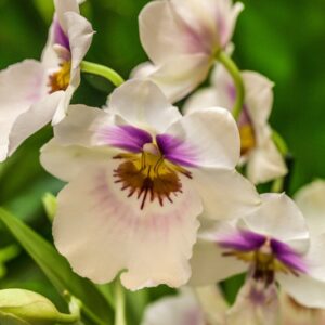 ORCHIDEA - MILTONIA - ORCHIDEACEAE - 1533