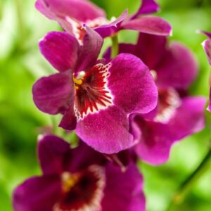 ORCHIDEA - MILTONIA - SPEC E HIBR - ORCHIDEACEAE - 1535