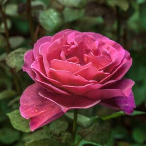 ROSA - WANDA FERRAGAMO - ROSACEAE - 1539