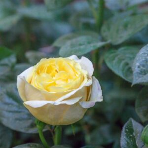 ROSA - MICHELANGELO - ROSACEAE - 1541