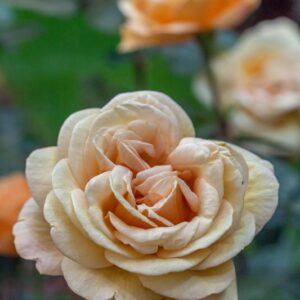 ROSA - EMOZIONE - ROSACEAE - 1543