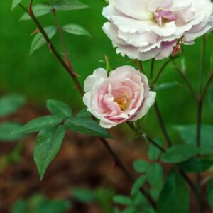 ROSA - CHINENSIS VIRIDIFLORA - ROSACEAE - 1549