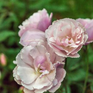 ROSA - CHINENSIS VIRIDIFLORA - ROSACEAE - 1550