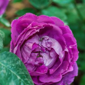 ROSA - PAUL NEYRON - ROSACEAE - 1552