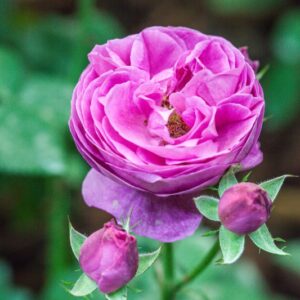 ROSA - LOUISE ODIER - ROSACEAE - 1554