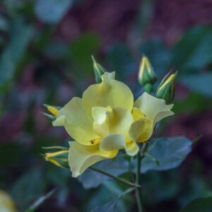 ROSA ALI DORATE - ROSACEAE - 1556