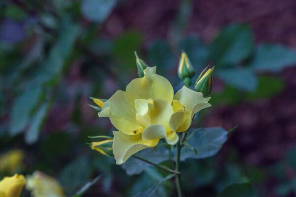 ROSA- ALI DORATE- ROSACEAE - 1556