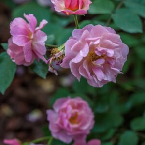 ROSA CORNELIA - ROSACEAE - 1558