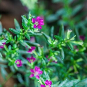 CUPHEA HYSSOPIFOLIA - LYTHRACEAE - 1562