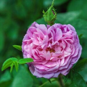 ROSA CHAPEAU DE NAPOLEON - ROSACEAE - 1560