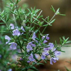 WESTRINGA FRUCTICOSA - LAMIACEAE - 1567