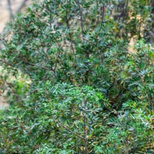 PISTACIA LENTISCUS - ANACARDIACEAE - 1571