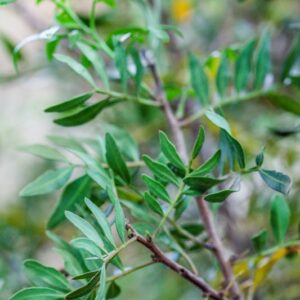 PISTACIA LENTISCUS - ANACARDIACEAE - 1572