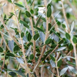 PHILLYREA ANGUSTIFOLIA - OLEACEAE - 1574