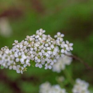 SPIREA - SPIRAEA - ROSACEAE - 1576