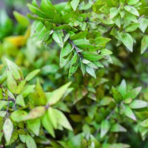 MYRTUS COMMUNIS - MYRTACEAE - 1580