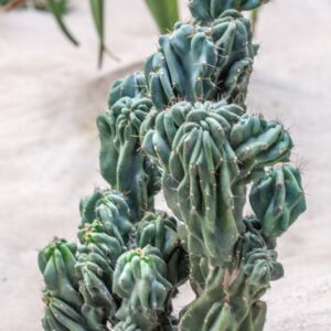 CEREUS MONSTRUOSUS - CACTACEAE - 1582