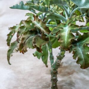 KALANCHOE BEHARENSIS - CRASSULACEAE - 1584