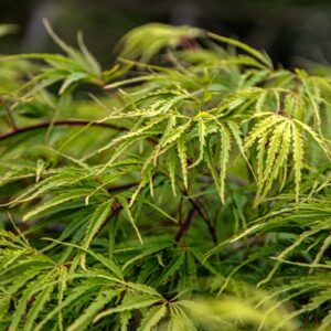 ACER PALMATUM , THUNB, ACERO PALMATO, SAPINDACEAE, ASIA ORIENTALE - 7405