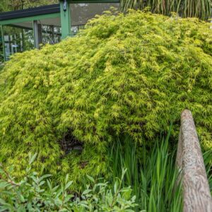 ACER PALMATUM , THUNB, ACERO PALMATO, SAPINDACEAE, ASIA ORIENTALE - 7406