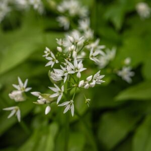 ALLIUM URSINUM, AGLIO ORSINO, AMARYLLIDACEAE - 7346